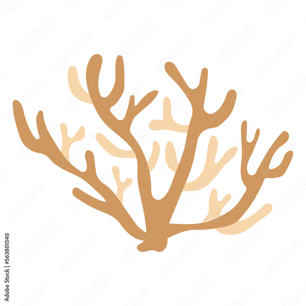 Corals Corals