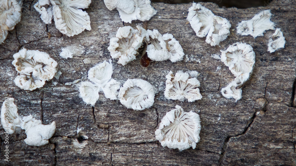 Fungus Among Us. Close-up photo looking down at multiple white circular fungus spores growing on an old cracked weathered tree trunk. Copy space. Fungus Among Us. Close-up photo looking down at multiple white circular fungus spores growing on an old cracked weathered tree trunk. Copy space.
