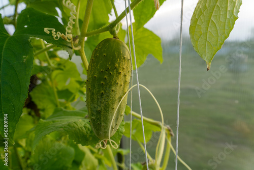 cucumber on a bush in a garden in a greenhouse