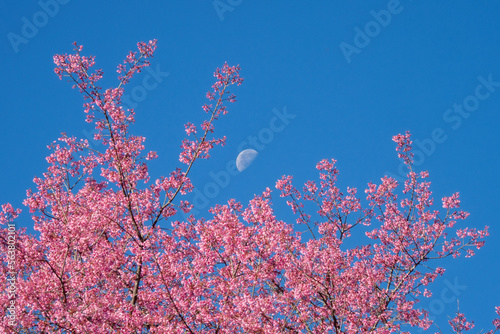 Cherry blossoms in full bloom with beautiful pink petals and moon in day