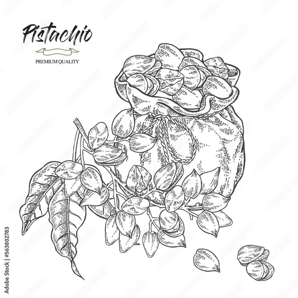 Pistachios in sack. Pistachio tree branch with leaves and nuts. Vector