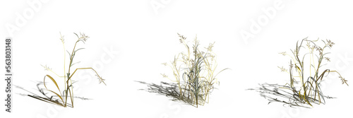 wild field grass  isolated on white background  3D illustration  cg render