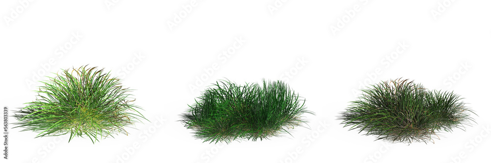 wild field grass, isolated on white background, 3D illustration, cg render