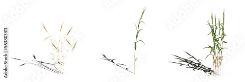 wild field grass  isolated on white background  3D illustration  cg render