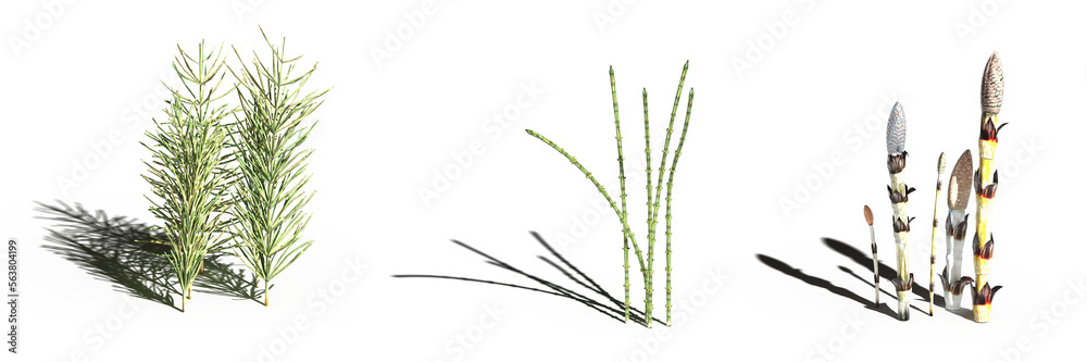 Fototapeta premium wild field grass, isolated on a transparent background, 3D illustration, cg render