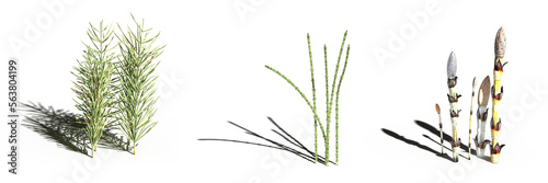 wild field grass  isolated on a transparent background  3D illustration  cg render