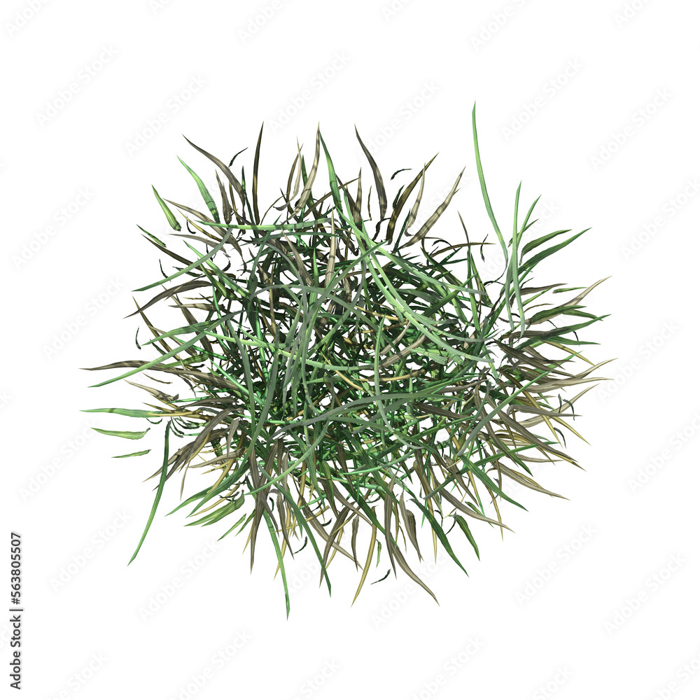 wild field grass, top view, isolated on a transparent background, 3D illustration, cg render wild field grass, top view, isolated on a transparent background, 3D illustration, cg render