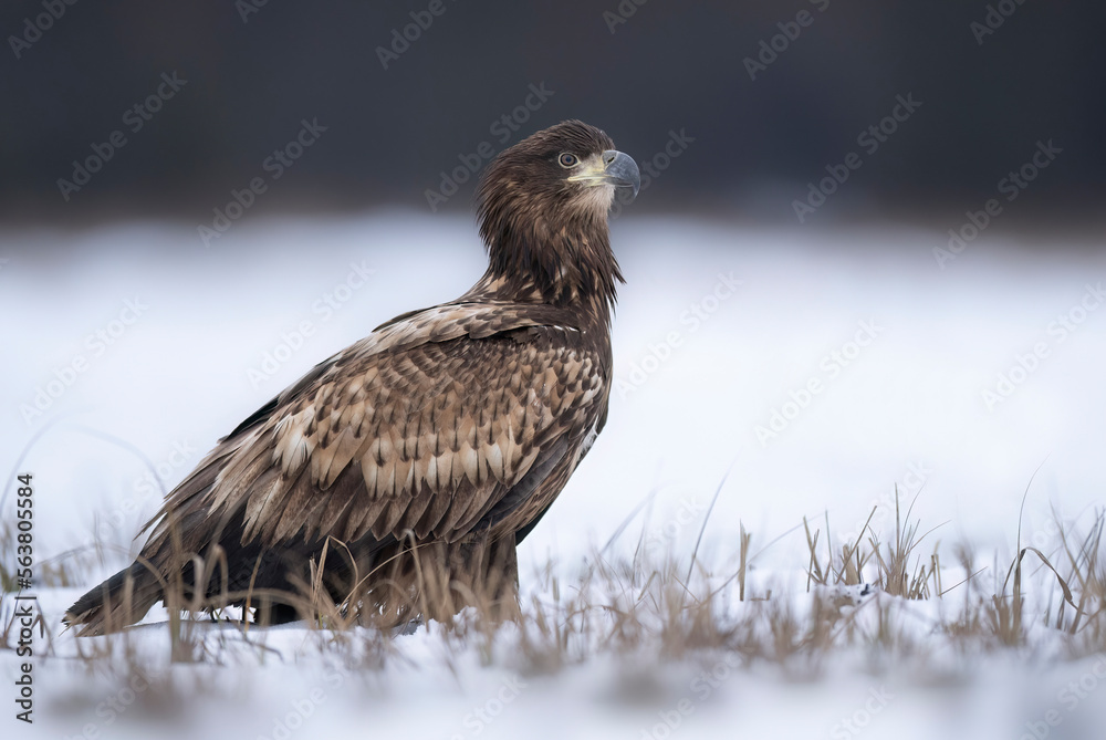 Sea eagle or white tailed eagle ( Haliaeetus albicilla) Sea eagle or white tailed eagle ( Haliaeetus albicilla)