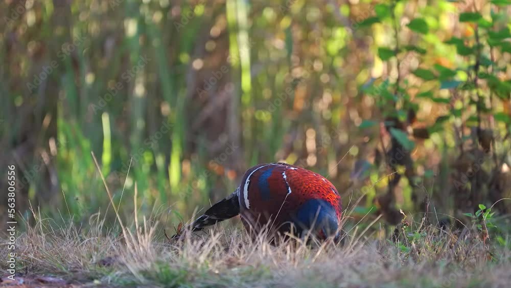 A male Mrs. Hume's pheasant (Syrmaticus humiae) is walking along roadside in national park of northern Thailand. A male Mrs. Hume's pheasant (Syrmaticus humiae) is walking along roadside in national park of northern Thailand.