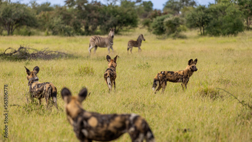 Zebras and African wild dogs © Jurgens