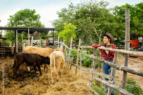 Beautiful asian female farmer veterinarian working cattle in rural area caring for cows in villager farm standing looking at beautiful landscape with farm calf walking with parent cow.
