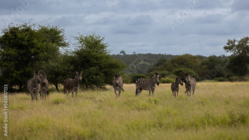 Zebras in tall green grass