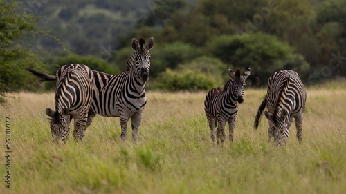 Zebras in tall green grass