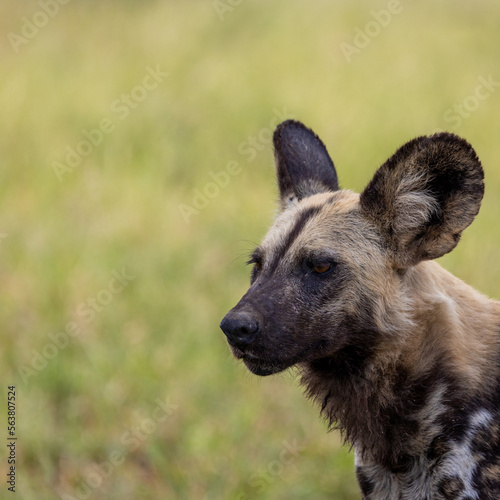 close up portrait of and African wild dog