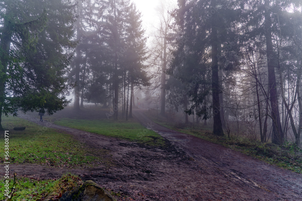 Fototapeta premium Beautiful mystic wood with fog and silhouettes of trees at local mountain Uetliberg at Christmas Day. Photo taken December 25th, 2022, Zurich, Switzerland.