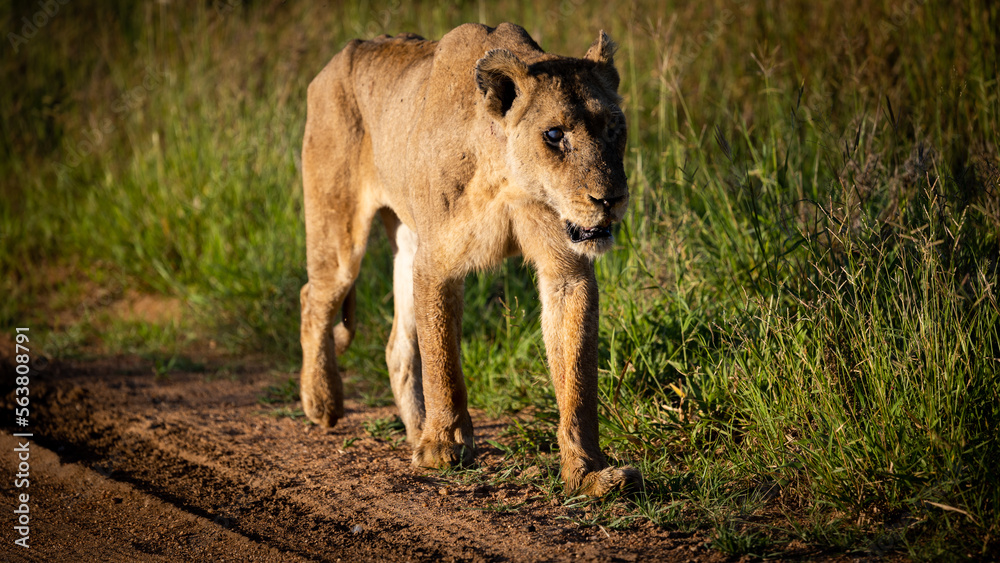 Fototapeta premium a very old lioness walking on a gravel road