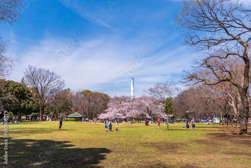 桜咲く砧公園の風景（2022年3月） photo