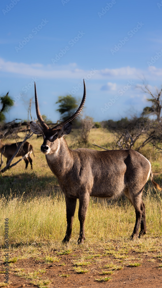 Naklejka premium a big waterbuck bull in the wild
