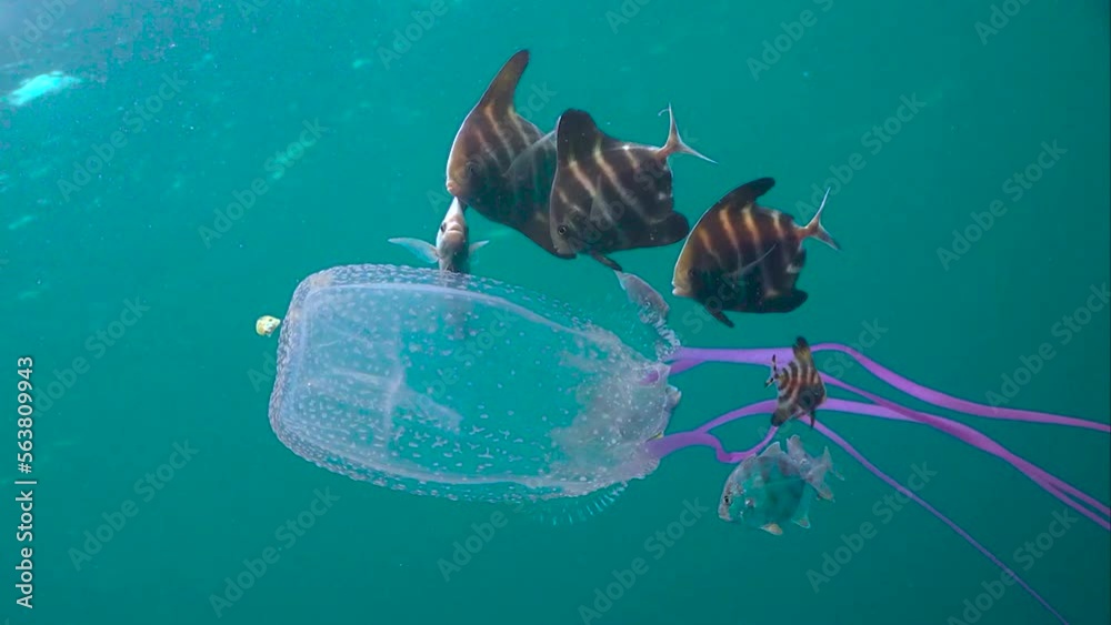 Underwater creatures big and small, from the tiniest shrimp to the