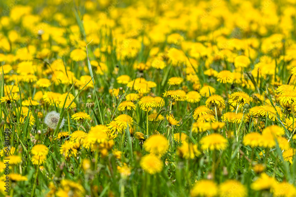 Spring natural background with dandelion flowers in grass
