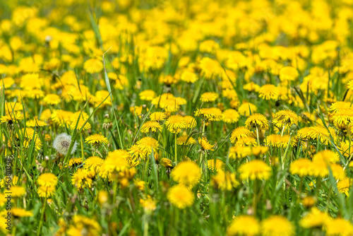 Spring natural background with dandelion flowers in grass © alicja neumiler