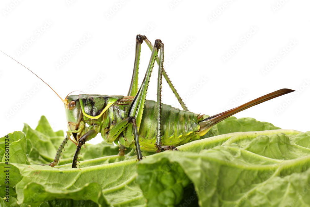 Green grasshopper on white background Green grasshopper on white background