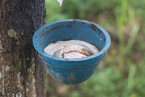 rubber latex in plantations owned by residents