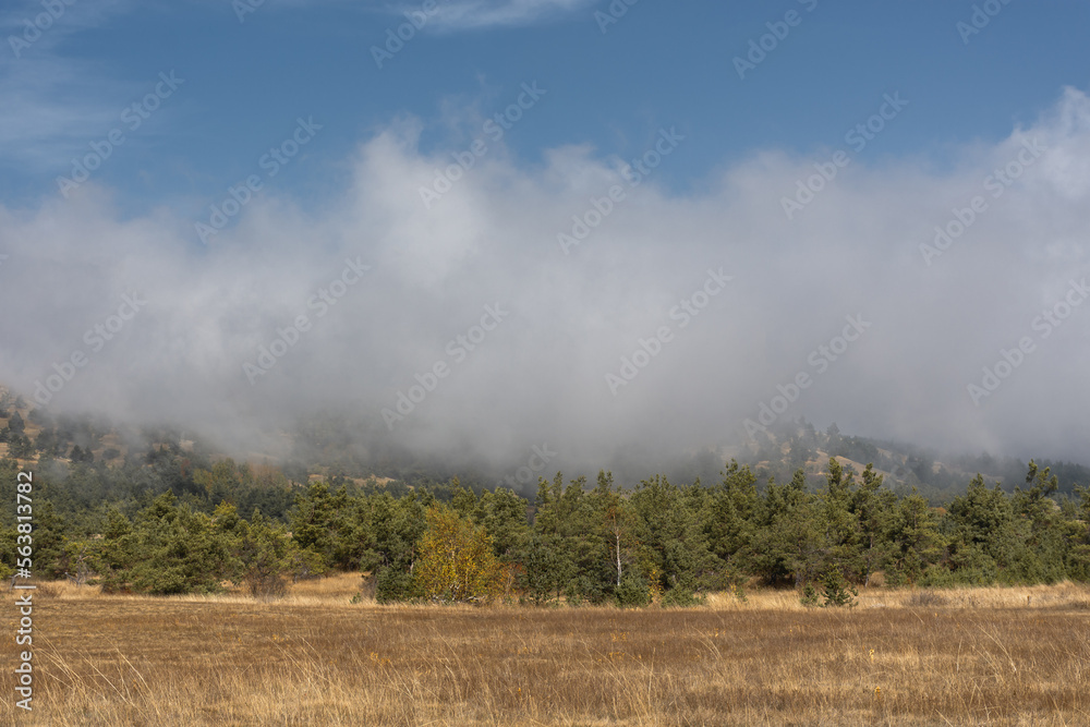 Low clouds forest autumn. Airy weightless clouds float over the pine forest. Bright sun, warm autumn day. Atmospheric natural background for the design. The concept of walking, traveling and trips