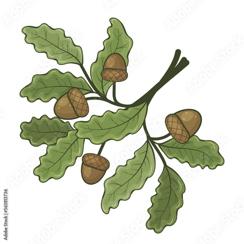 Sprig of oak with acorns. Vector illustration. Isolated on white. Cartoon style.