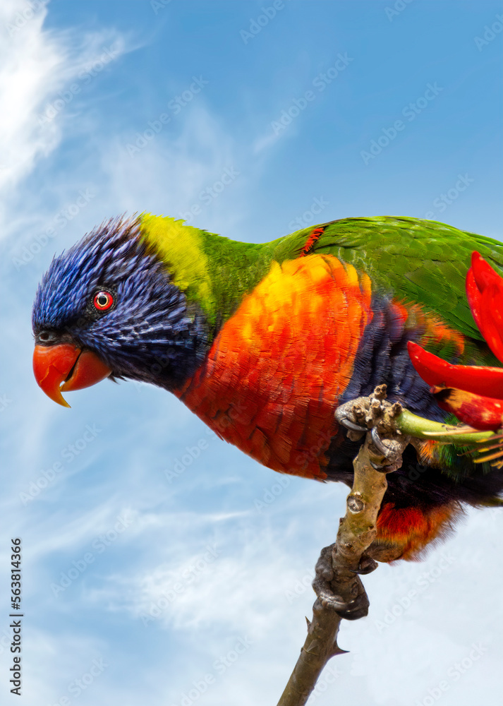 The rainbow lorikeet (Trichoglossus moluccanus) Perth Australia