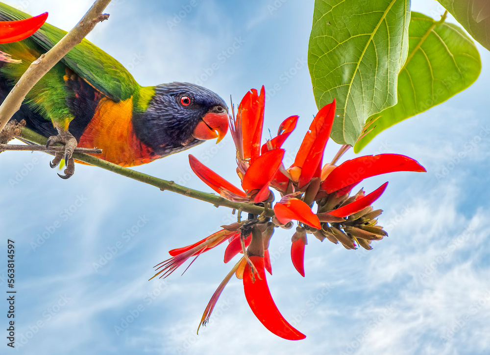 The rainbow lorikeet (Trichoglossus moluccanus) Perth Australia