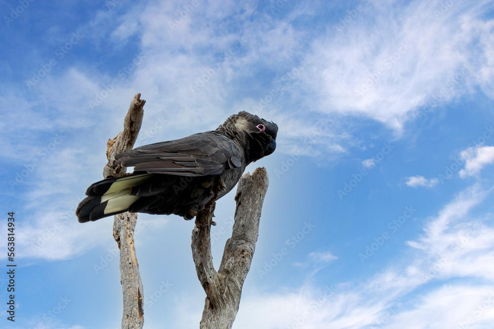 The Short-billed Black Cockatoo (Calyptorhynchus latirostris) also known as Carnaby's Cockatoo or Carnaby's Black Cockatoo is a large black cockatoo endemic to south-western Australia