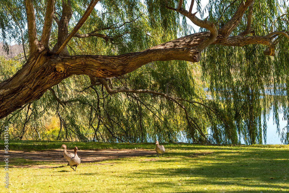 Yanchep National Park Perth WA