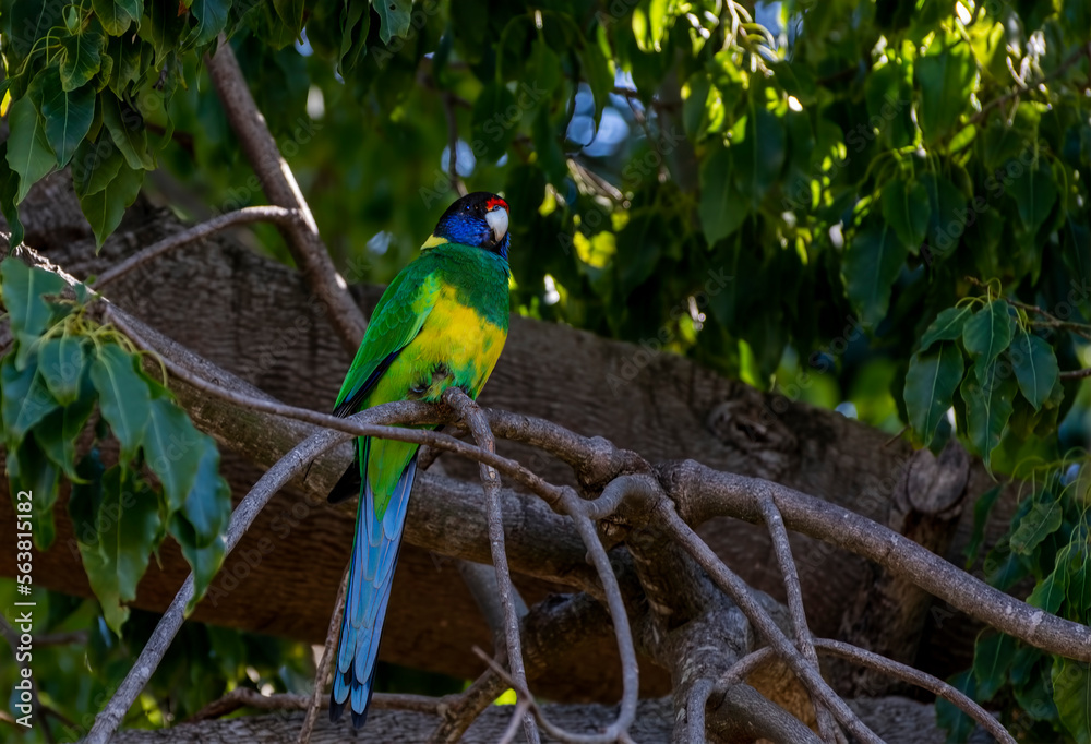 The Australian ringneck (Barnardius zonarius)