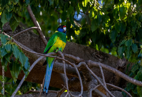 Obraz na płótnie The Australian ringneck (Barnardius zonarius) w salonie