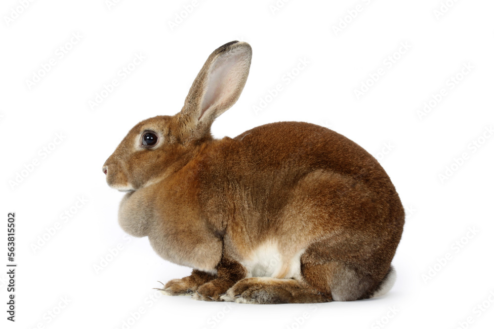 Fototapeta premium rabbit on a white background 