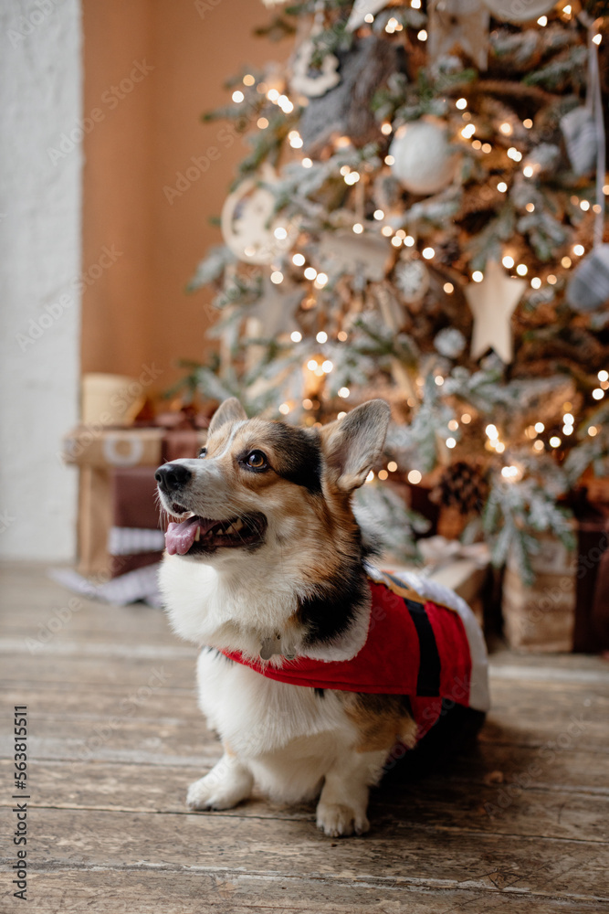 Corgi dog lies under the Christmas tree
