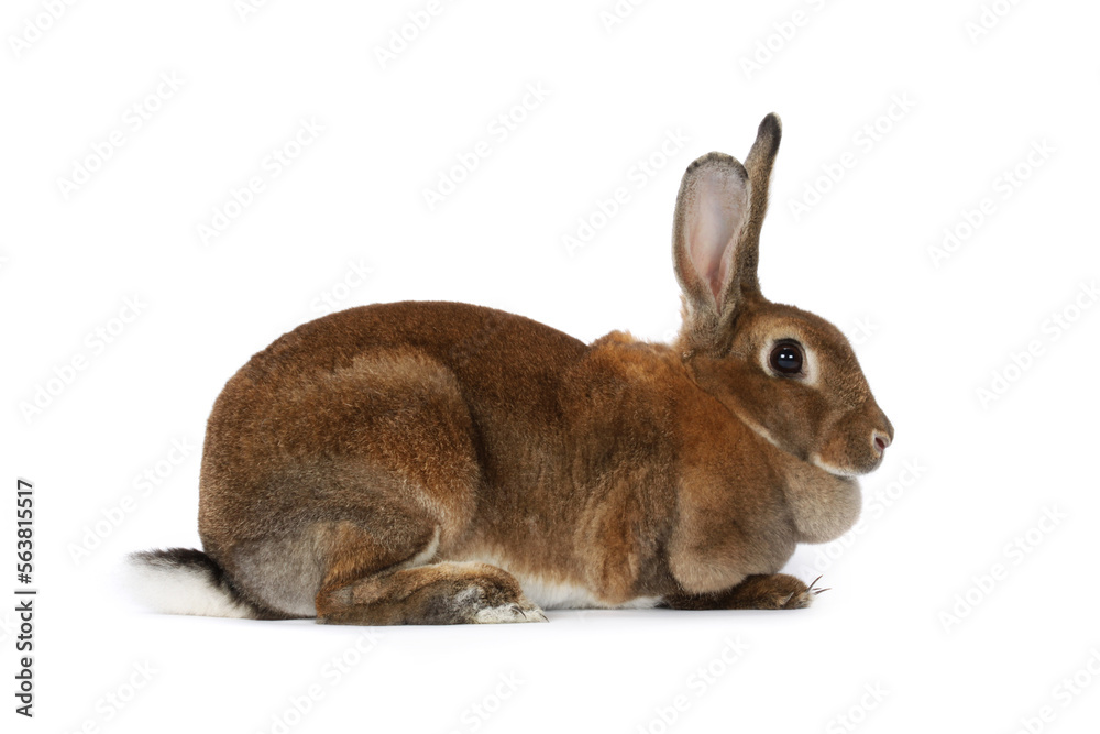 Obraz premium rabbit on a white background 
