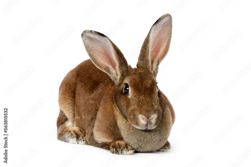 rabbit on a white background rabbit on a white background