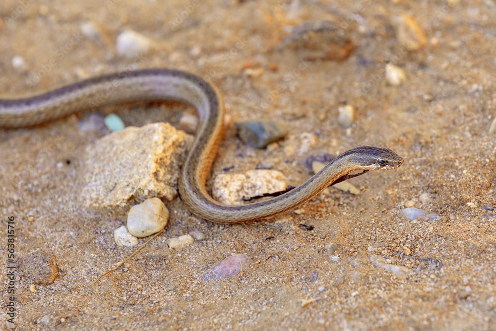 Gold-collared Snake (Liophidium rhodogaster), Liophidium is a genus of endemic snakes in the family Pseudoxyrhophiidae, Isalo National Park Gold-collared Snake (Liophidium rhodogaster), Liophidium is a genus of endemic snakes in the family Pseudoxyrhophiidae, Isalo National Park