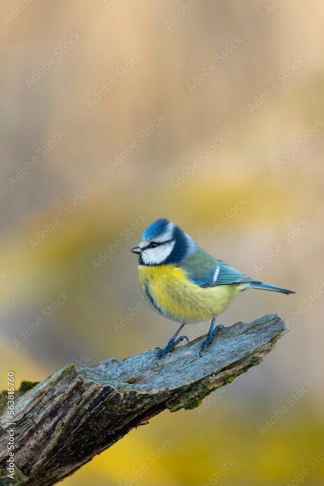 Beautiful colored small bird Eurasian blue tit (Cyanistes caeruleus) in the nature perched on tree trunk in winter time. Czech Republic wildlife Beautiful colored small bird Eurasian blue tit (Cyanistes caeruleus) in the nature perched on tree trunk in winter time. Czech Republic wildlife