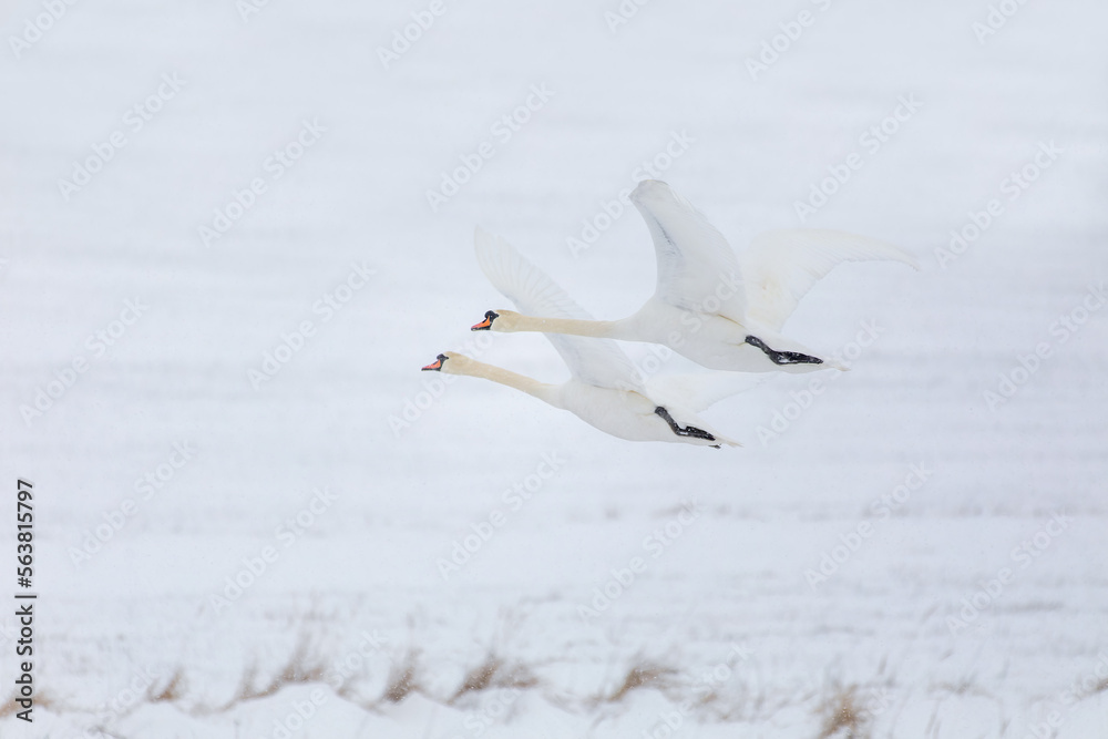 Wild bird mute swan (Cygnus olor) flying in winter on snowy landscape, Czech Republic Europe wildlife Wild bird mute swan (Cygnus olor) flying in winter on snowy landscape, Czech Republic Europe wildlife