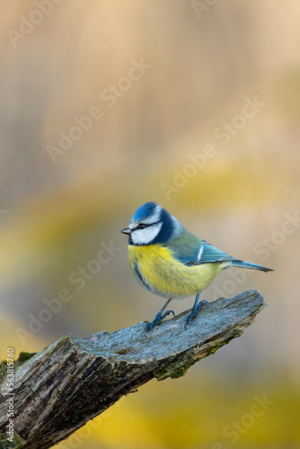 Beautiful colored small bird Eurasian blue tit (Cyanistes caeruleus) in the nature perched on tree trunk in winter time. Czech Republic wildlife
