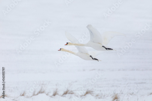 Wild bird mute swan (Cygnus olor) flying in winter on snowy landscape, Czech Republic Europe wildlife