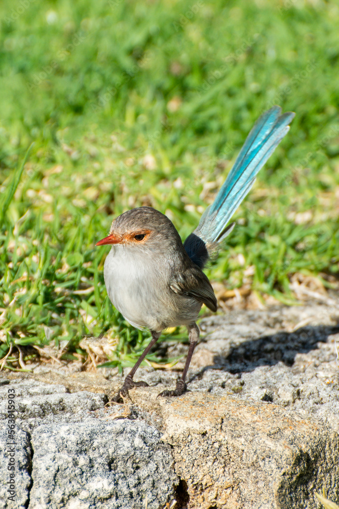 Australian splendid fairy wren