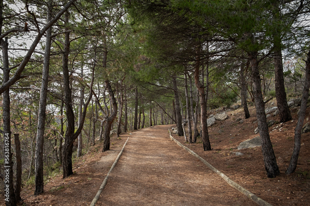 A path in a pine forest. Sunny autumn day in the forest. An empty path without people. Horizontal composition, slender trunks, fallen brown needles. Natural background, hiking concept, ecotourism A path in a pine forest. Sunny autumn day in the forest. An empty path without people. Horizontal composition, slender trunks, fallen brown needles. Natural background, hiking concept, ecotourism