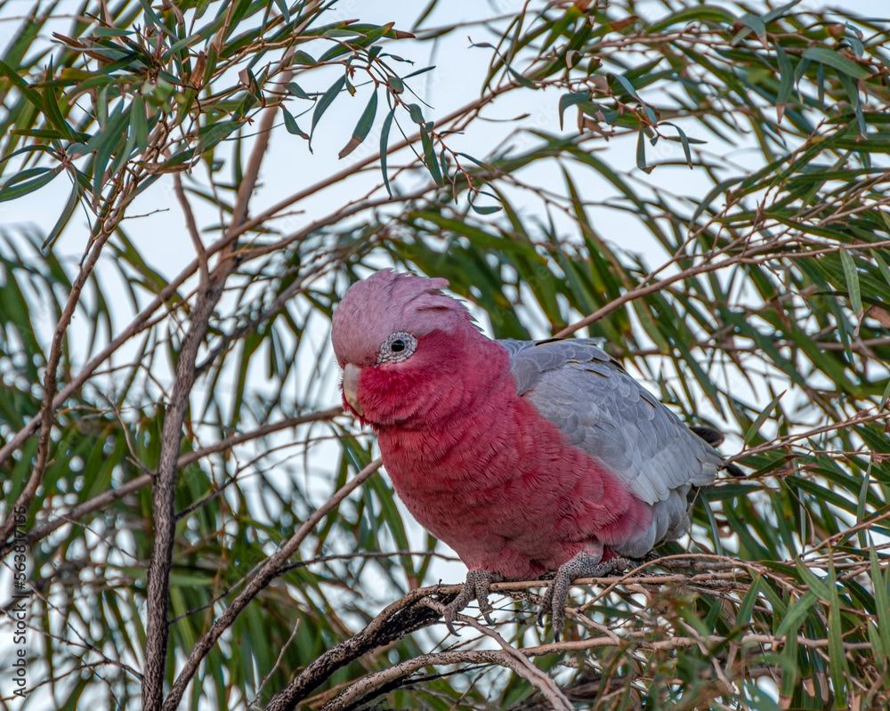 The galah also known as the pink and grey cockatoo or rose-breasted cockatoo,