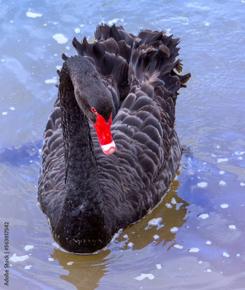 Australian Black Swan