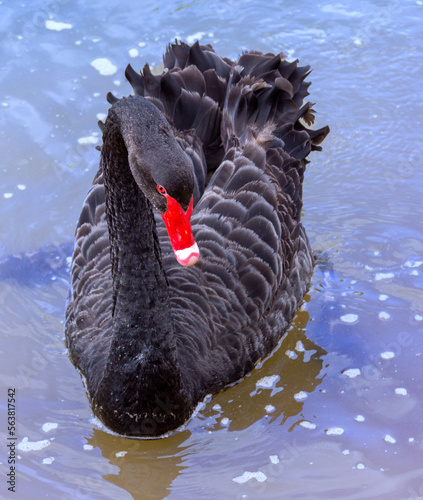 Obraz na płótnie Australian Black Swan w salonie