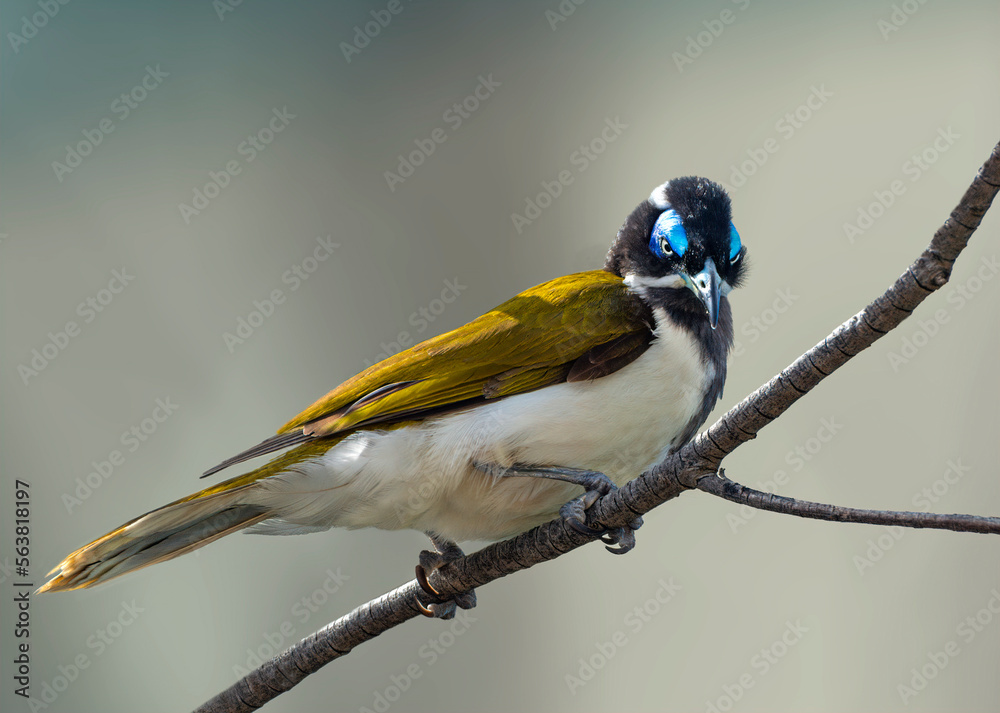 Fototapeta premium The Blue-faced Honeyeater 